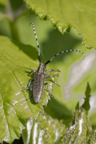 Agapanthia villosoviridescens
